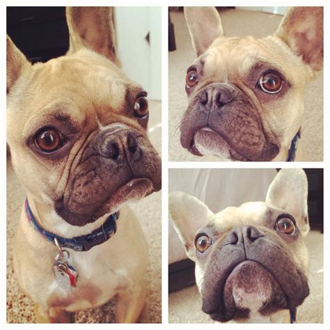 Rutledge, a Frenchton (French Bulldog/Boston Terrier Mix).