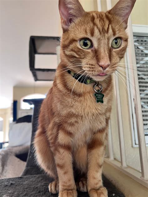 manx syndrome cats 5