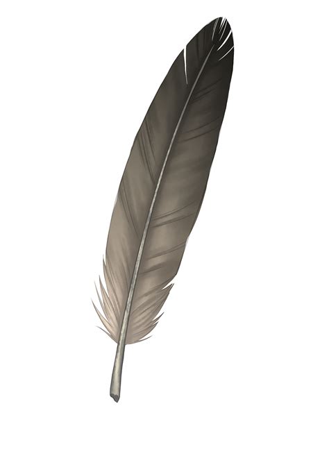 Comment dessiner une plume - Blog - Dessindigo