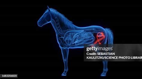 reproductive system stock  high res pictures  images