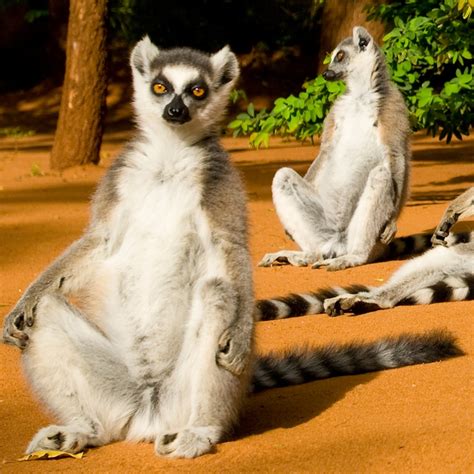 Lemur Animal