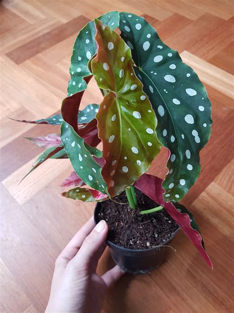 Begonia Polka Dot Plant