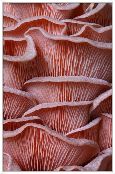Wendover Art Group Salmon Textures | Perigold
