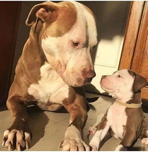 pitties cute baby animals cute dogs pitbull terrier