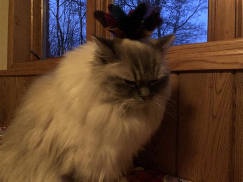 What do your Ragdolls like to play with the most? : r/ragdolls