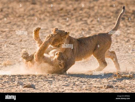 Lion cubs play fighting Stock Photo - Alamy