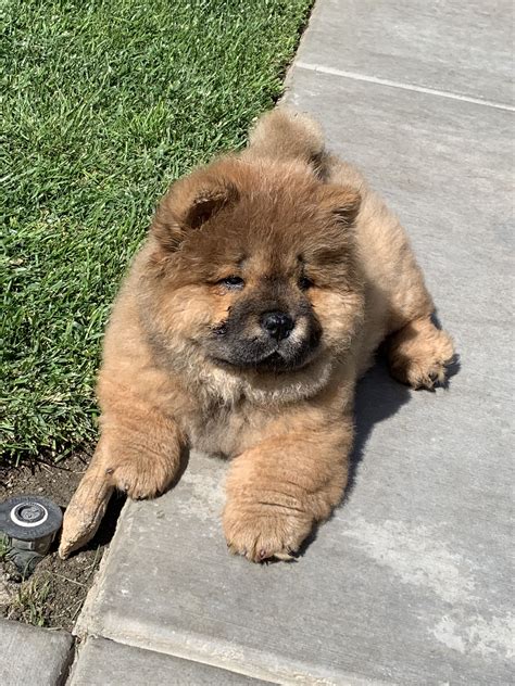 380 Chow chow témájú ötlet | csau csau, kutya, állatok