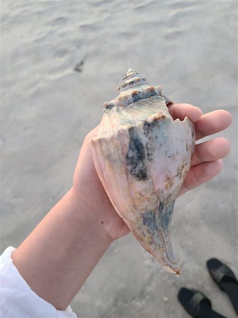 largest shell I've found! nj : r/shells