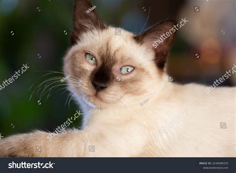 portrait cute playful female siamese kitten stock photo