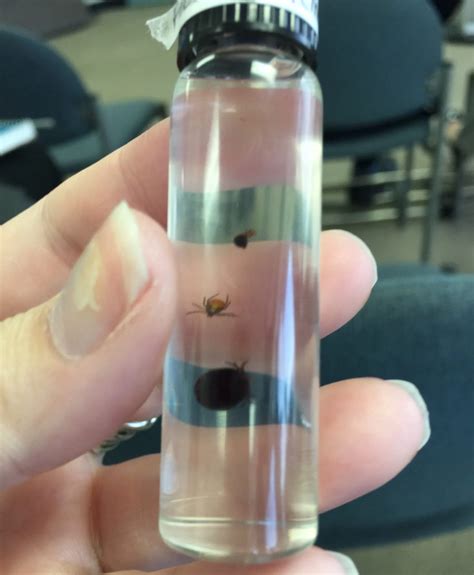 Identifying New Risk Areas for Ticks | 97.3 The Wave