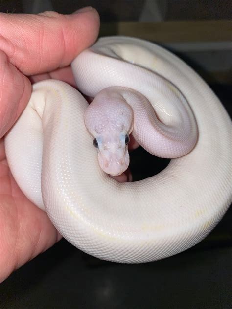 super pastel ivory ball python  major league exotic pets morphmarket