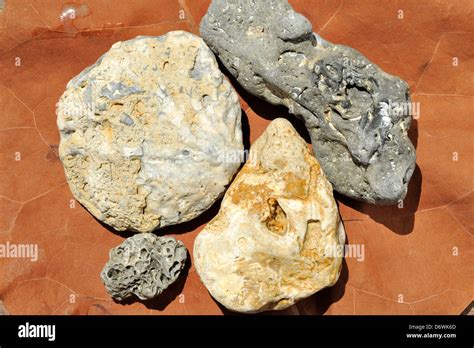 sea fossils  ancient shells stock photo alamy