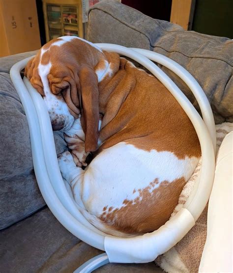 northeast animal hospital 6