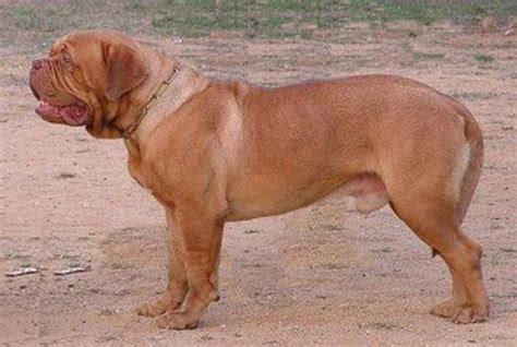 Dogue de Bordeaux - Breed with Concave Features – Showsight Magazine