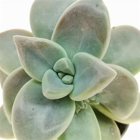 Graptopetalum 'Purple Delight' 6,5 cm. | Crassulaceae - Giromagi ...
