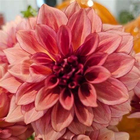 kas mocha katie dahlia limit   read lucky penny flower farm