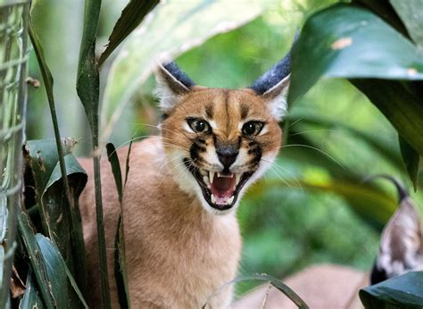 What Does A Caracal Cat Look Like - Infoupdate.org