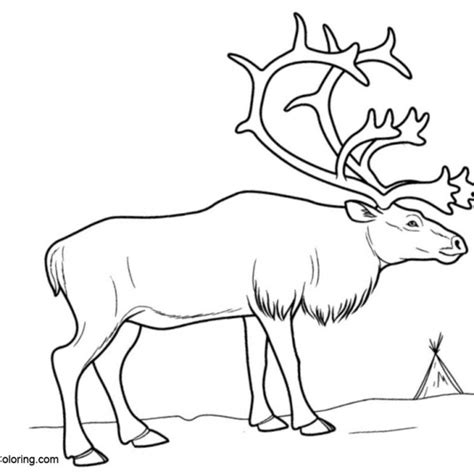 Arctic Tundra Animals Coloring Pages - Free Printable Coloring Pages