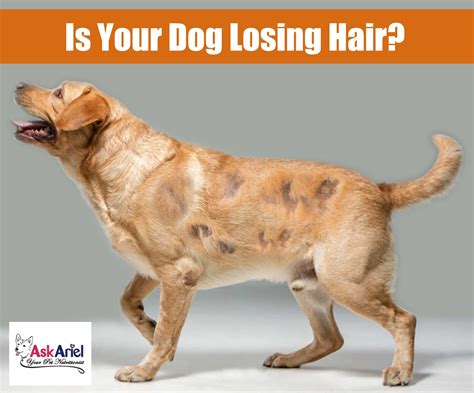 dog fungal infection dog hair loss home remedies - Alda Harms