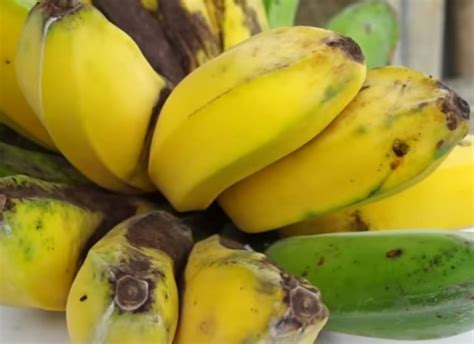digoreng enak  manfaatnya  yuk simak khasiat pisang kepok