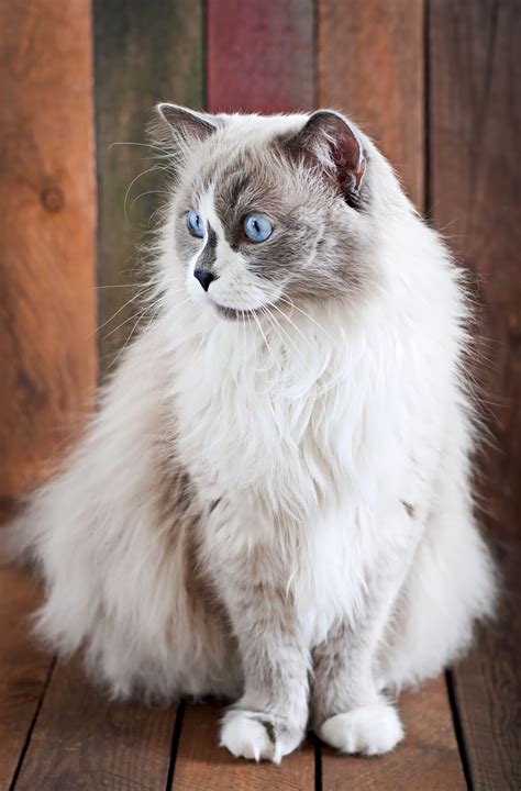What Makes Ragdoll Cats The Best ESA Kittens? - American Service Pets