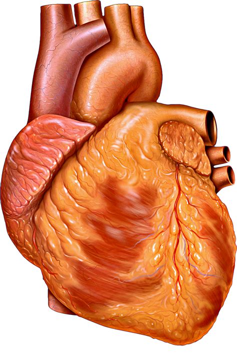 heart facts  kids top  amazing facts  heart