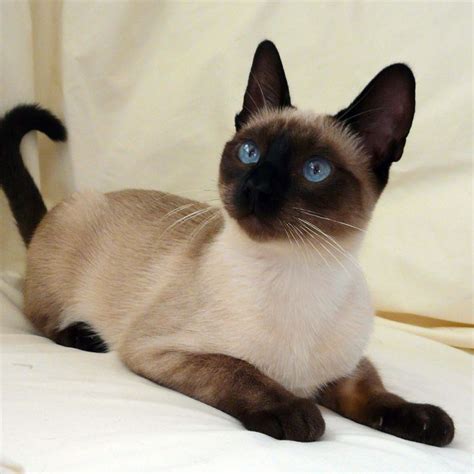 types of siamese cats seal point - Tama Condon