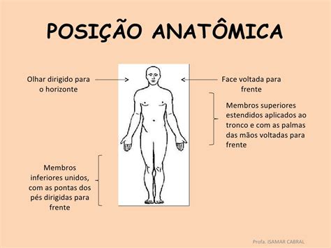 O Que É Anatomicas - Indique As Estruturas Anatômicas Mais Fáceis De Compreender - RETOEDU