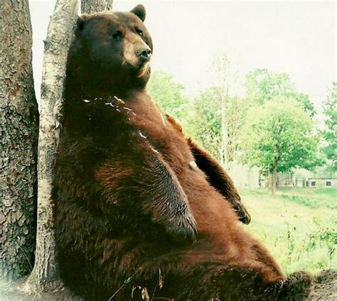 Oswald's Bear Ranch | Upper Peninsula Attractions