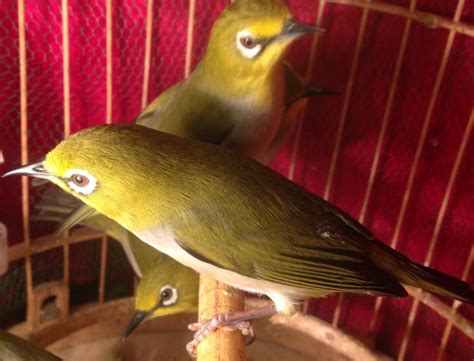 perkiraan harga burung pleci bakalan zona pleci