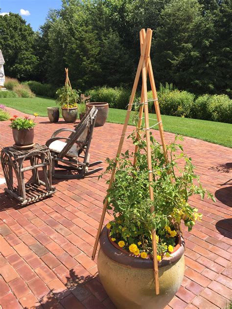 trellis ideas for tomatoes