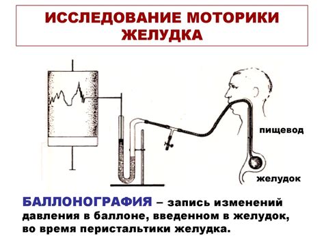 Пищеварение в желудке - online presentation