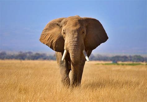 colors  elephants   animals