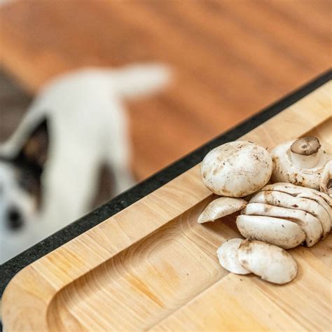 Can Dogs Have Sardines With Bones at Miguelina Cotten blog
