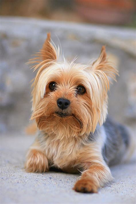 small dogs