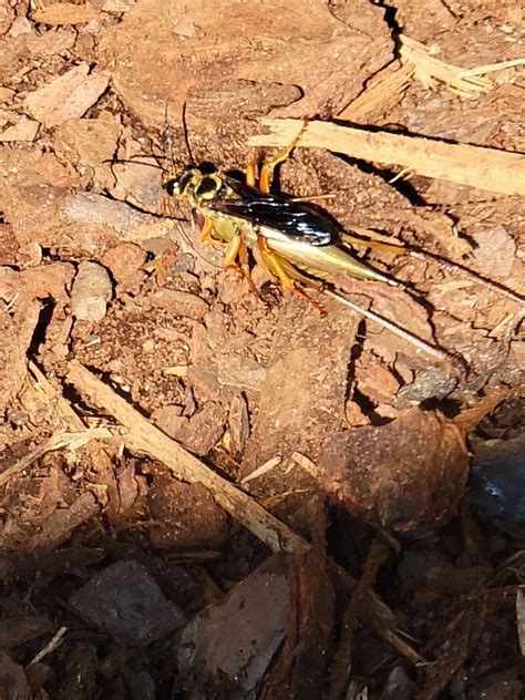 Struggle of life or death...the grasshopper was much larger than the