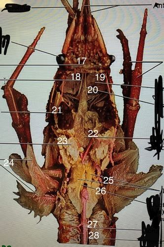 Bio Lab Exam 2: Crayfish Anatomy Flashcards | Quizlet