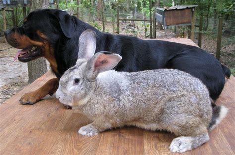 largest flemish giant rabbit   world  gemma nock blog
