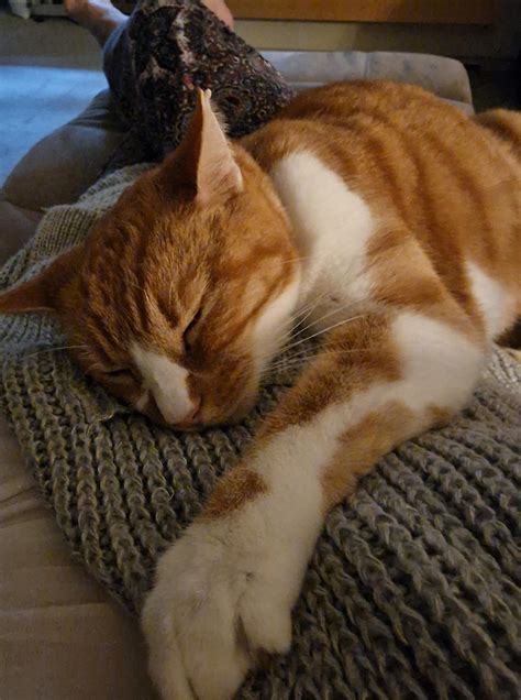 liquid gabapentin for cats 5