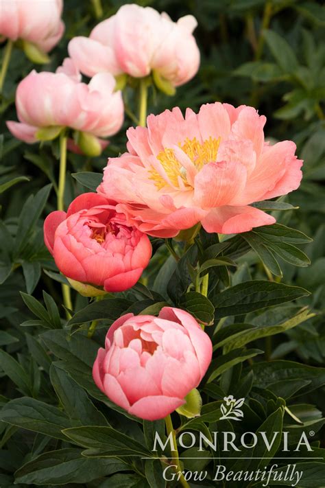 paeonia pink hawaiian coral garden peony  gallon berns garden center