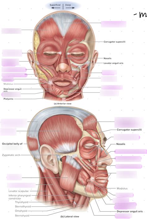 Muscles of Facial Expression Diagram | Quizlet