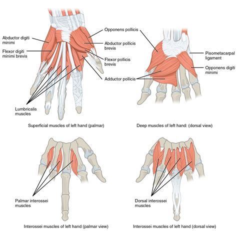 Muscles of the Pectoral Girdle and Upper Limbs – Anatomy & Physiology