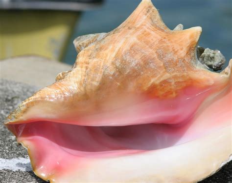 water animals conch