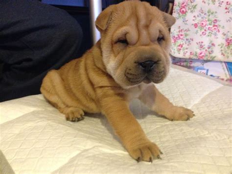 Beautiful Shar Pei Puppies For Sale Kc Reg . Large Animals, Baby ...