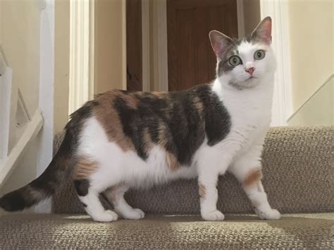 anxiety medicine for cats 3