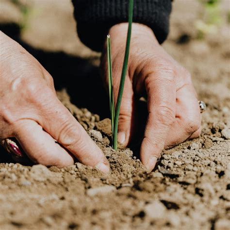 soil texture analysis boosts garden growth master  soil