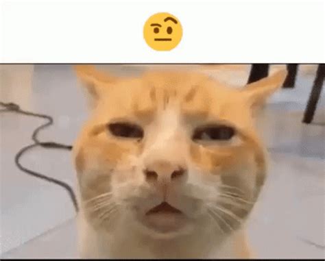 Confused Cat Meme