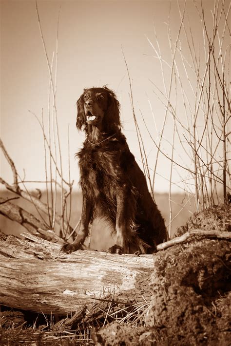 gordon setter character nutrition care