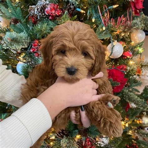 Teacup Goldendoodle (8 -13 lbs Full Grown) - Goldendoodle Puppies ...