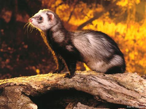 Ferret! - Ferrets Wallpaper (13818788) - Fanpop